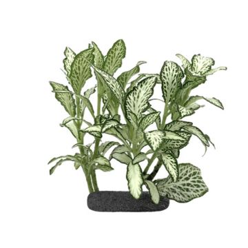 Planta terariu WIO Nerve Plant 'White Star'