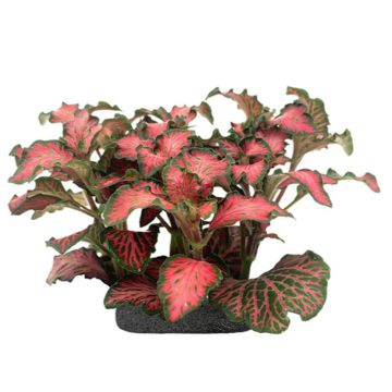 Planta terariu WIO "Nerve Plant Red Anne "Fittonia verschaffelt"