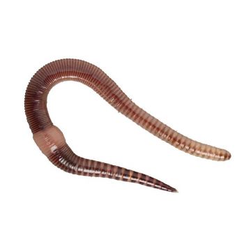 Rame de pamant Dendrobeana