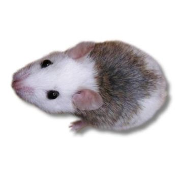 Soarece Mastomys coucha Southern Multimammate Mouse