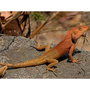Soparla Calotes Versicolor (Oriental Garden Lizard)
