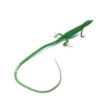 Soparla Takydromus dorsalis