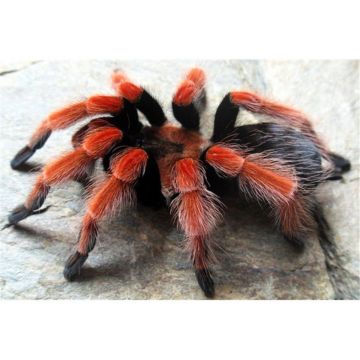 Tarantula Brachypelma boehmei