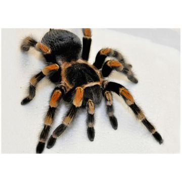 Tarantula Brachypelma smithi