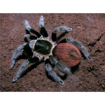 Tarantula Brachypelma vagans