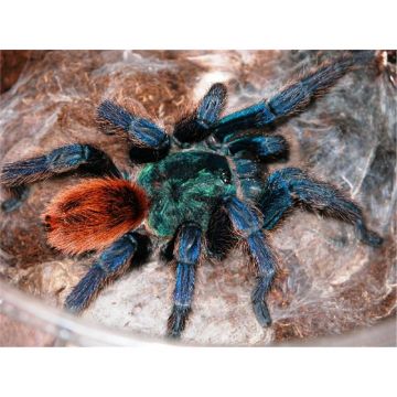 Tarantula Chromatopelma Cyaneopubescens