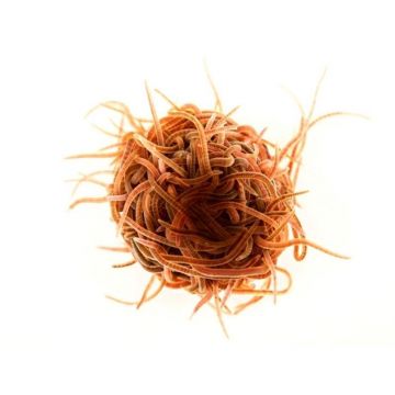 Viermi Black Worms (California Blackworms) vii 45ml