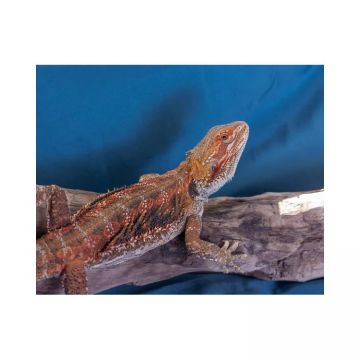 Agama cu barba Pogona vitticeps rosie