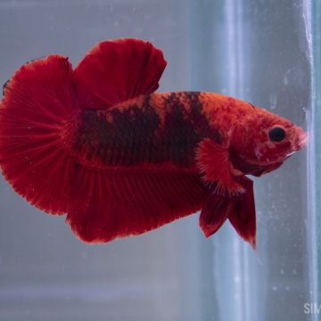 Betta spl. plakat hellboy red Mascul XL