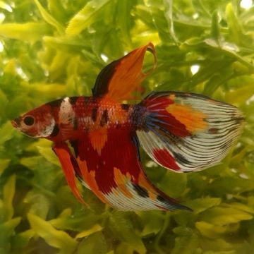 Betta spl. veiltail nemo XL Mascul