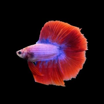 Betta splendens halfmoon lavender mascul