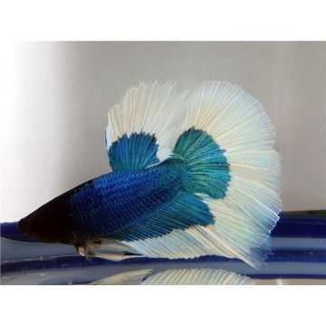 Betta splendens mascul Superdelta Butterfly XL