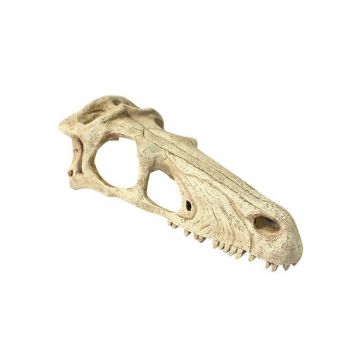 Decor terariu craniu de dinozaur Komodo Raptor Skull S