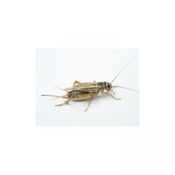 Domesticus crickets (Size 4) Cylinder - approx. 1000 pcs Acheta domestica