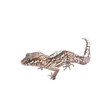 Paroedura picta - Ocelot gecko