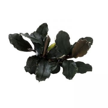 Planta acvariu Bucephalandra brownie Ghost Ulu Kapus Stoffels