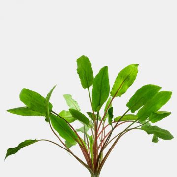 Planta acvariu Cryptocoryne wendtii Green Stoffels