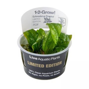 Planta acvariu Echinodorus grisebachii 'Tropica' In-Vitro