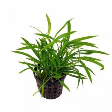 Planta acvariu Helanthium tenellum Stoffels