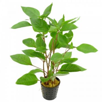 Planta acvariu Hygrophila corymbosa (Nomaphila) Stoffels