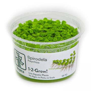 Planta acvariu plutitoare Spirodela polyrrhiza in-vitro Tropica