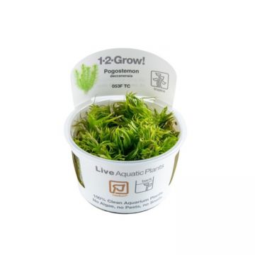 Planta acvariu Pogostemon Deccanensis(Erectus) in vitro Tropica