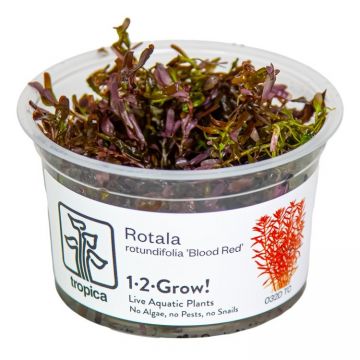 Planta acvariu Rotala rotundifolia 'Blood Red' in vitro