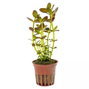 Planta acvariu Tropica Bacopa salzmannii 'Purple'