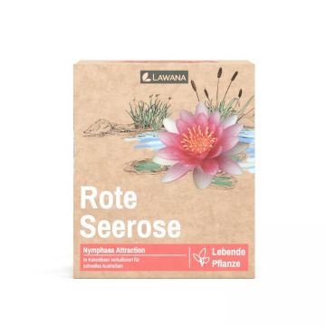 Planta iaz Lawana Nymphaea Natura Coco Attraction