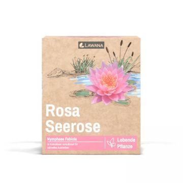 Planta iaz Lawana Nymphaea Natura Coco Fabiola