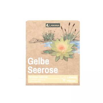 Planta iaz Lawana Nymphaea Natura Coco Sulphurea