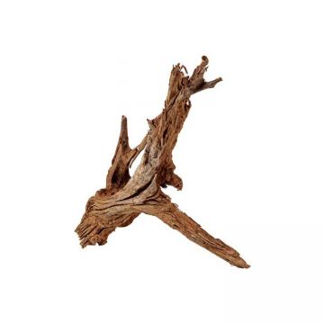 Radacina de mangrove Hobby XL 50-70 cm