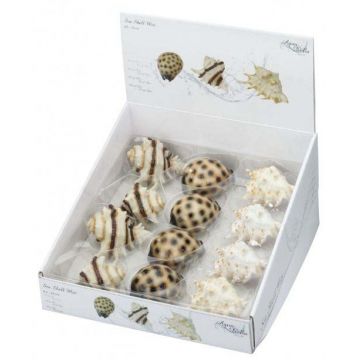 AQUA D'ELLA Decoraţiune pentru acvarii Scoici, mix 8,5-10cm