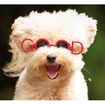 CROCI Ochelari de soare pentru câini, GOOD, S, 8,5 cm