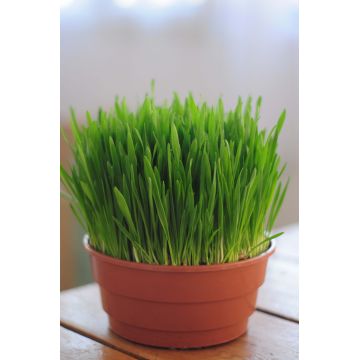 EL-DOR PLANT Ghiveci cu iarbă pentru pisici şi rozătoare, Grâu Spelta