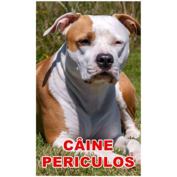 Indicator caine periculos Amstaff