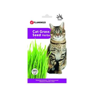 Iarba Pisicii (Seminte), Flamingo