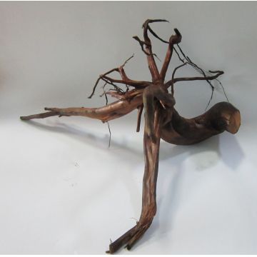 Radacina umeda Tip 2. L