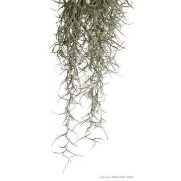 Exo Terra Planta Spanish Moss Mare