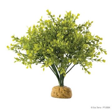 Exo Terra Plante Boxwood Bush
