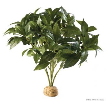 Exo Terra Plante Laurel Bush