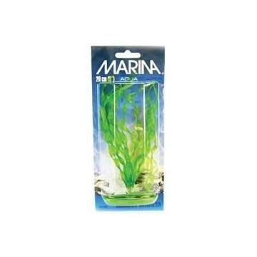 Marina Plante Corkscrew Vallisneria 20 cm PP806