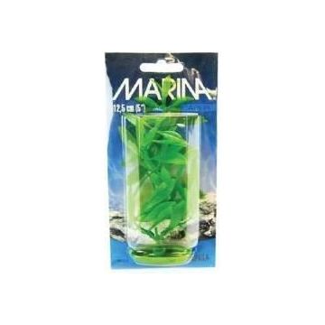 Marina Plante Hygrophila 20 cm PP813
