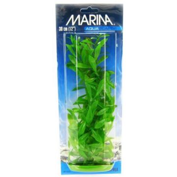 Marina Plante Hygrophila 30 cm PP1213