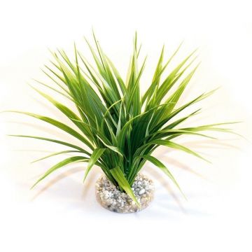 Sydeco Planta Oasis 20 Cm 665