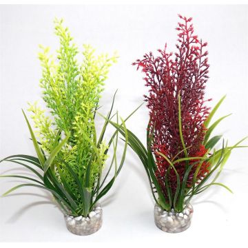 Sydeco Plante Tropica 20cm 107