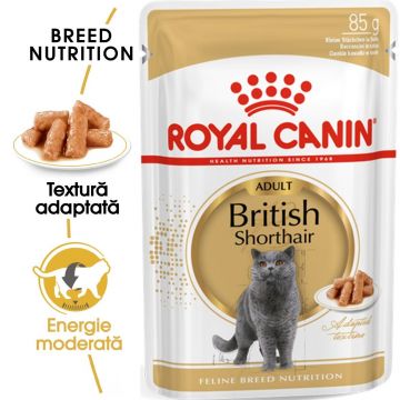 Royal Canin British Shorthair Adult, hrana umeda pisica in sos/ gravy, 85 g