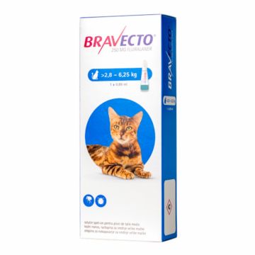 Bravecto Spot On Pisica 2.8-6.25 kg, 250 mg, 1 pipeta de firma original