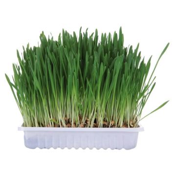 TRIXIE Iarba Roxatoare Castron 100g