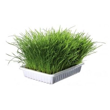 Trixie, tavita de plastic cu seminte de iarba, 100g
